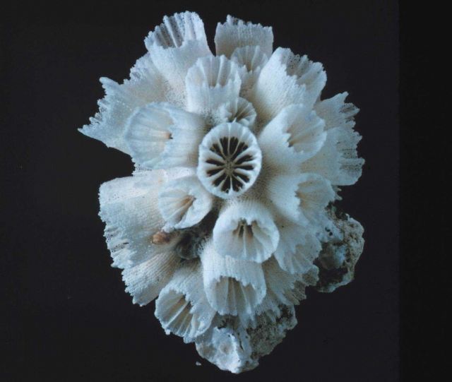 Coral exoskeleton Picture
