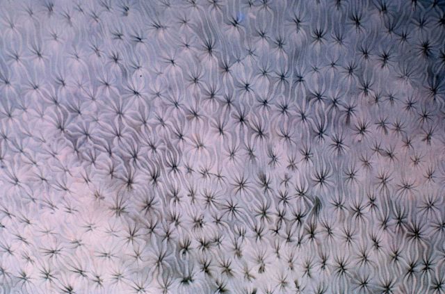 Beautiful pattern in coral Picture