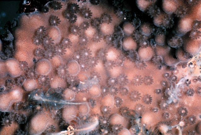 Coral polyps Picture