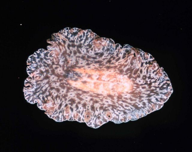 Flatworm Picture