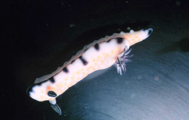 Nudibranch Picture