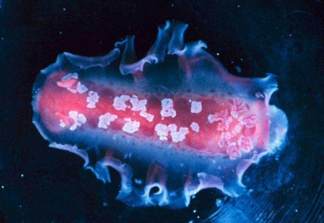 Nudibranch Picture