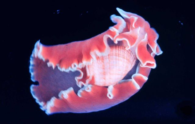 Nudibranch Picture