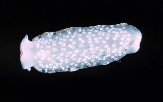 Nudibranch Picture