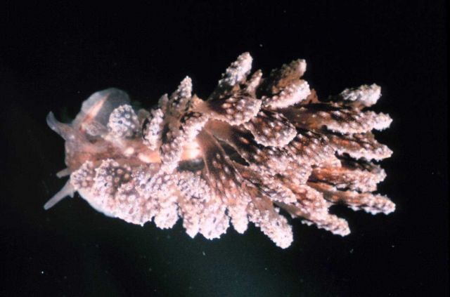 Nudibranch Picture