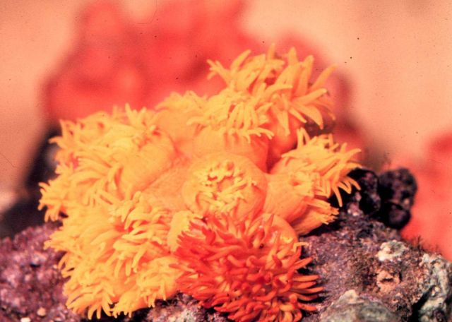 The ahermitic coral Dendrophyllia sp Picture