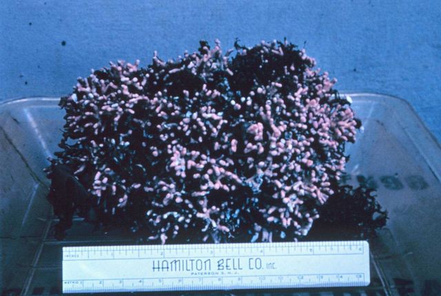 Unidentified pink colony, 6-inches across Picture