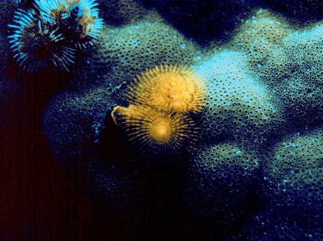 Christmas tree worms (Spirobranchus gigantea) Picture