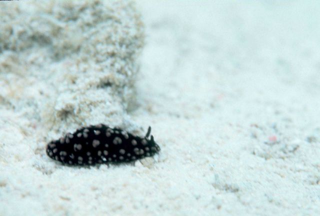 Nudibranch Picture