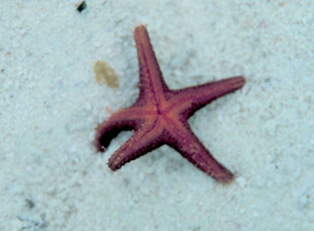 Starfish Picture