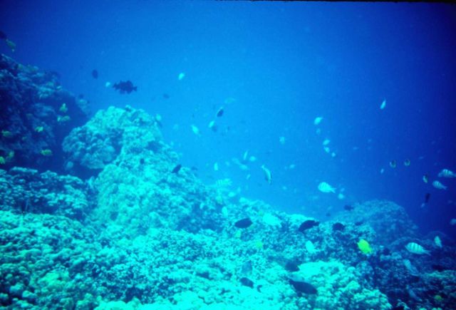 Reef scene Picture