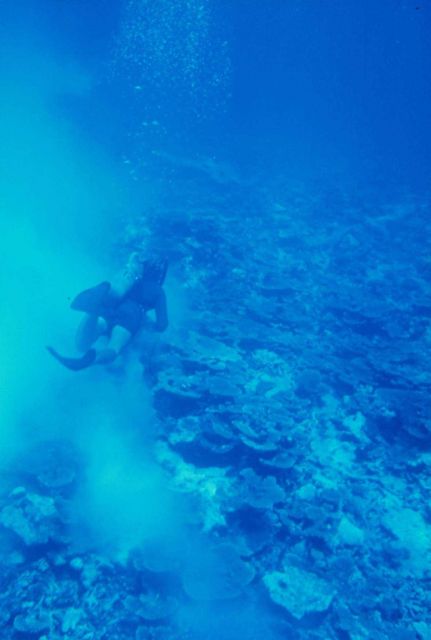Diver near seafloor with murky disturbed waters Picture