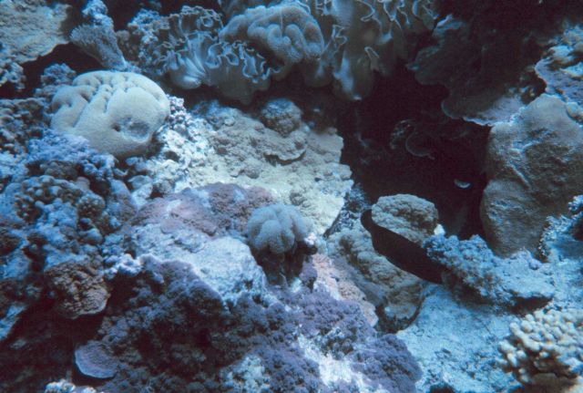 Reef scene Picture