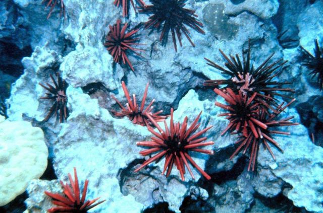 Red slate pencil urchins (Heterocentrotus mammillatus) Picture