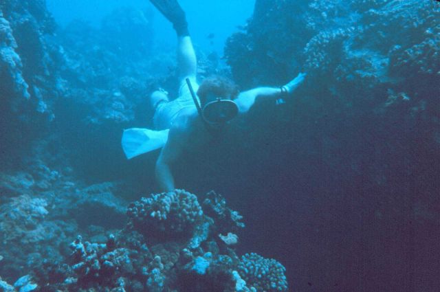 Snorkeling on the reef. Picture