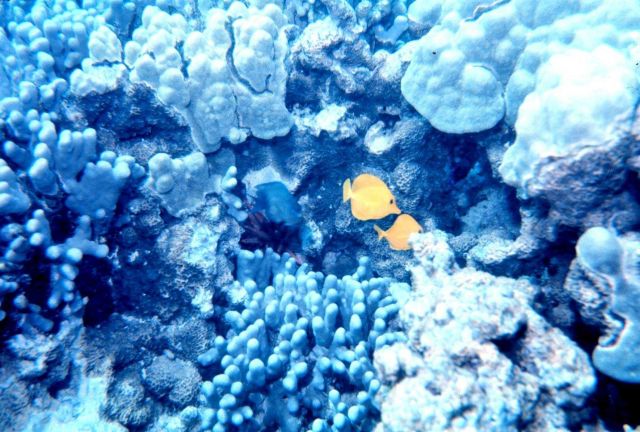 Yellow tang (Zebrosoma flavescens) silhouetted against white coral. Picture