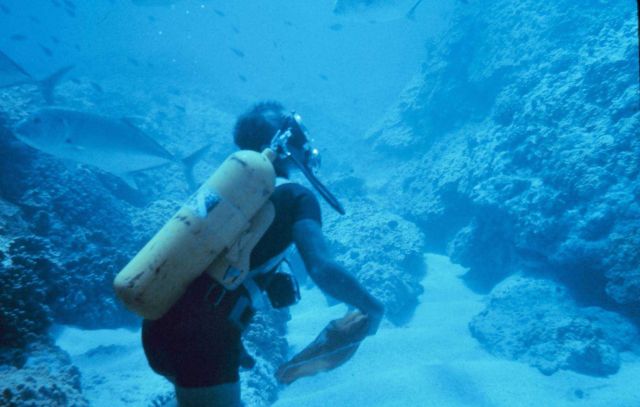 A scuba diver on a Hawaiian reef Picture