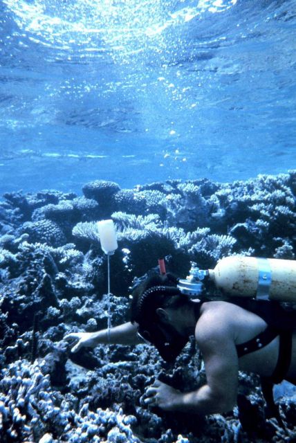Scuba diving scientist inspecting corals Picture