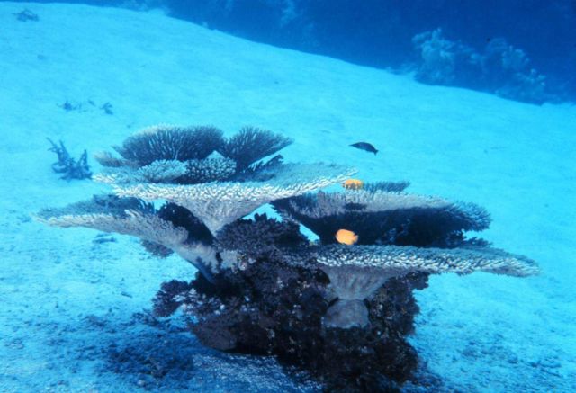 A solitary growth of coral providing habitat to reef fish. Picture