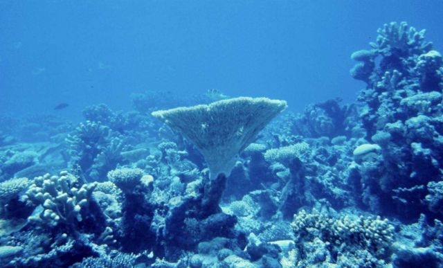 Multiple coral species in a small area Picture