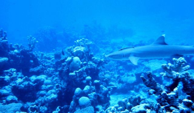 Whitetip shark cruising the reef. Picture