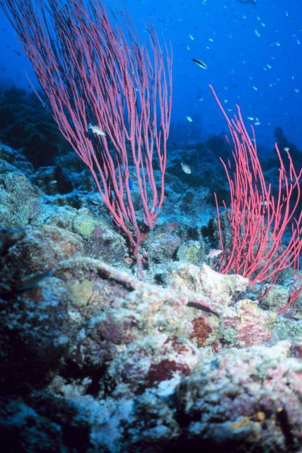 Red gorgonians with polyps extended on the lfet colony and retracted on the right Picture