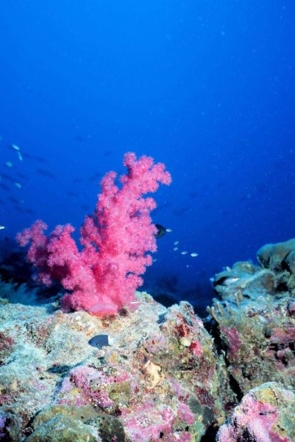 Pink soft coral with reef fish Picture