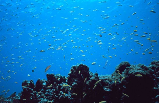 A profusion of lyretail anthias ( Pseudanthias squamipinnis) Picture