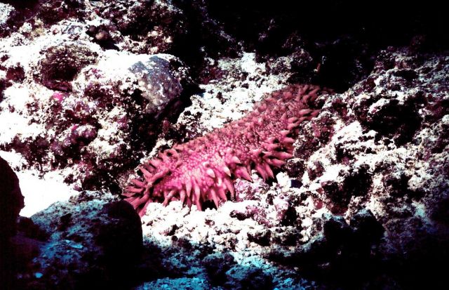 A pinkish brown holothurian Picture