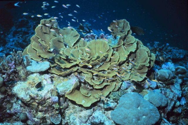 Cabbage coral Picture