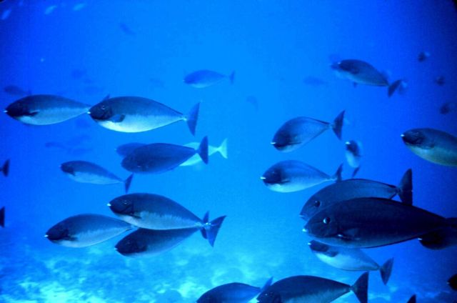 Surgeonfish Picture