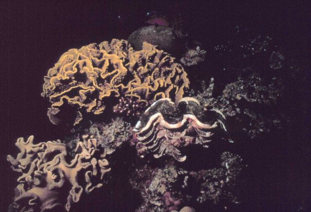 Leather coral and a tridacna clam Picture