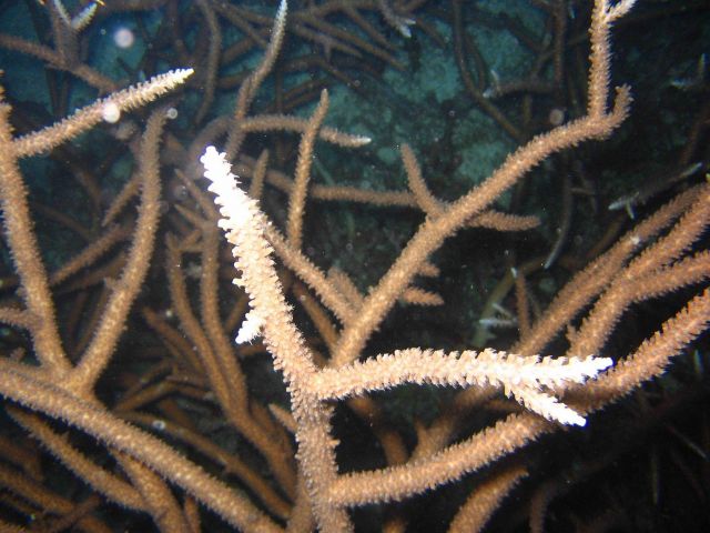 Acropora sp Picture