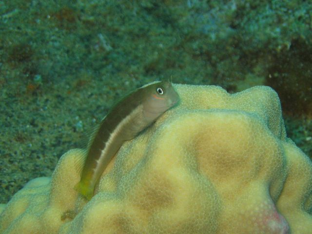 A blenny (Ecsenius sp.) Picture