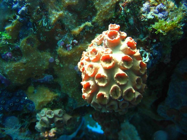 Coral (sp?) with purple tunicates. Picture