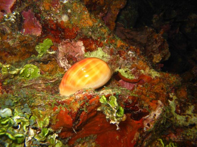 Cowrie. Picture