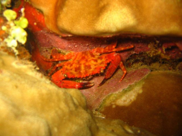 A swimming crab (Charydis sp.) Picture