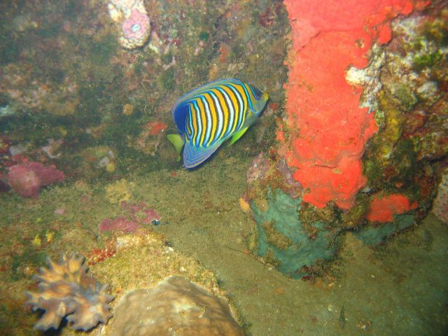 Regal angelfish (Pygoplites diacanthus). Picture