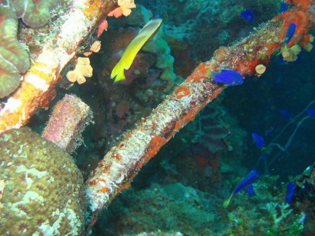 Blue damselfish (Chromis sp.) and blacklip butterfly fish. Picture