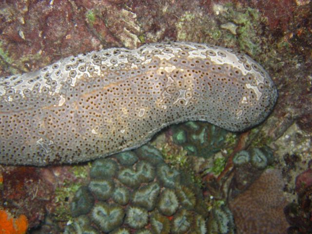A holothurian (sea cucumber). Picture