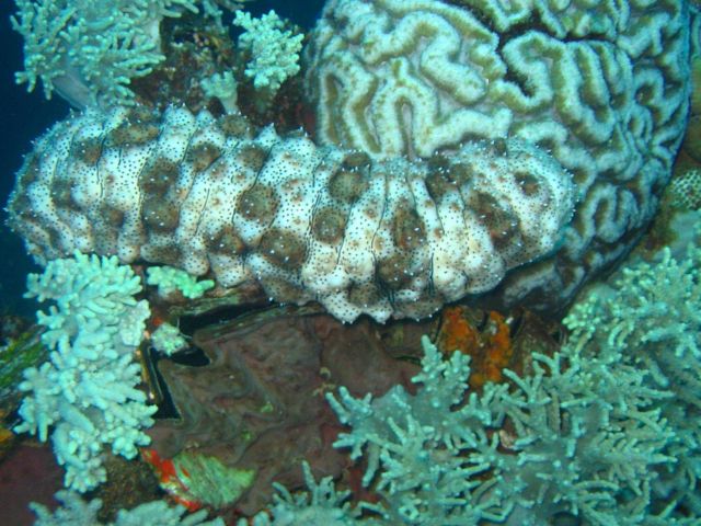 A holothurian (sea cucumber). Picture