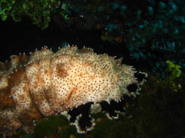 A holothurian (sea cucumber) Picture