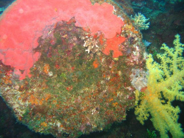 Red sponge and yellow divaricate tree coral (Dendronephthya sp) Picture