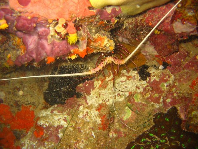 Spiny lobster (Panulirus penicillatus). Picture