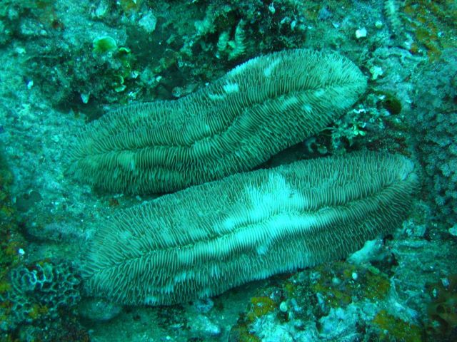 Mushroom coral (Herpolitha limax). Picture