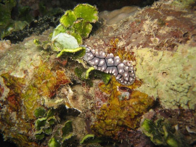 Flatworm (Pseudoceros imitatus). Picture