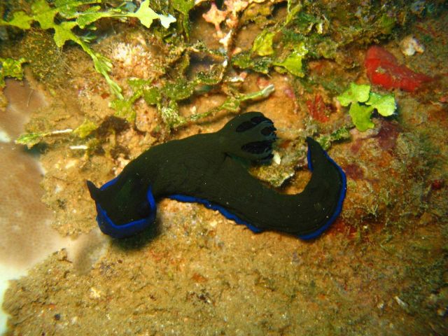 Nudibranch (sp?). Picture
