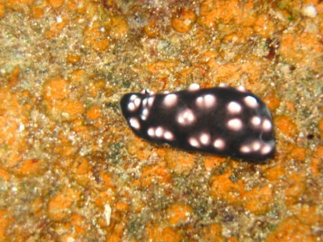 Nudibranch (sp?). Picture