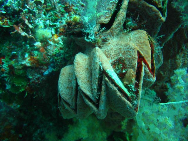 A cockscomb oyster (Lopha cristagalli) in natural light. Picture