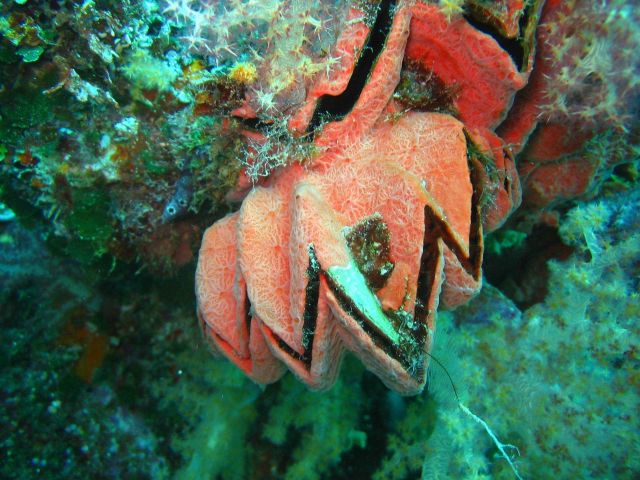Same cockscomb oyster (Lopha cristagalli) as in image reef0571 but with illumination from flash Picture